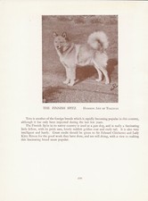 FINNISH SPITZ OLD VINTAGE 1934