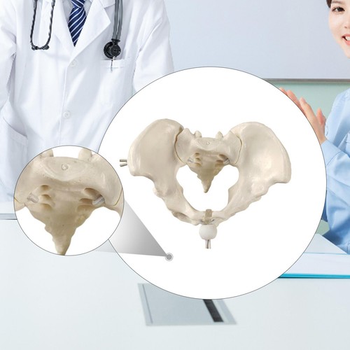 Female pelvis model teaching - female,