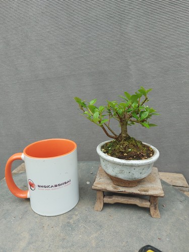 Mini bonsai flowering satsuki - mini,
