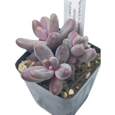 Pachysedum Ganzhou Variegata -