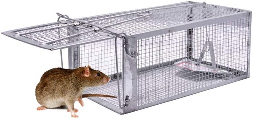 Quality rat trap - rat, trap,