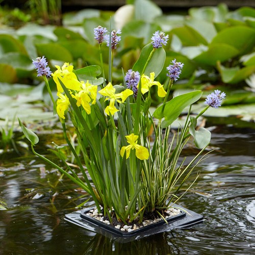 Pond plant kit floating raft - plant,