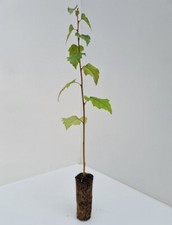 10 x Silver Birch Trees 30cm -