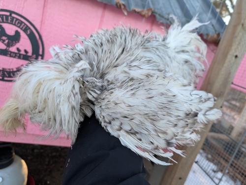 Polish frizzle chance fertile - polish,