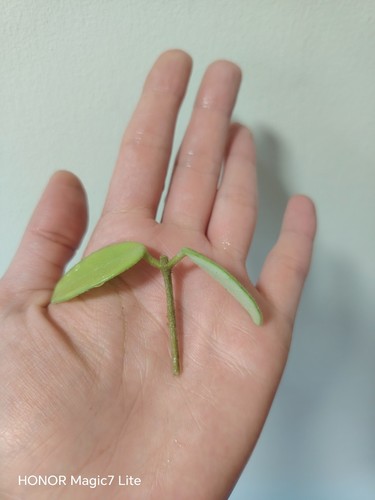 Hoya chouke one node with - one,