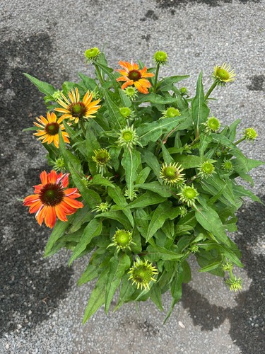 Giant pot stunning - giant,