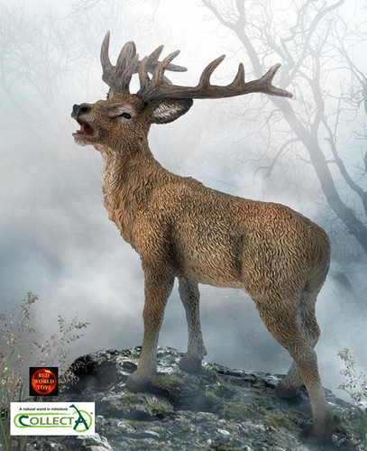 Red deer stag - british, wildlife