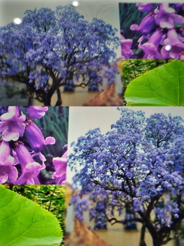Paulownia tomentosa empress - paulownia,