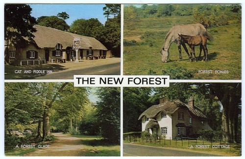 1960s postcard new forest - postcard,