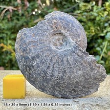 Oxynoticeras Pyrite Fossil Ammonite - Disc Shape - Jurassic UK - Upper