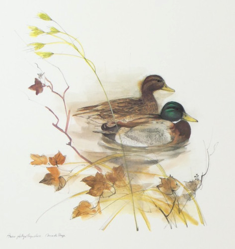 Mallard duck art print mads - duck,