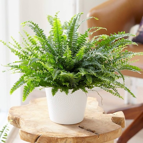 Boston fern 9cm pot - boston,