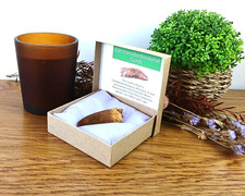 100% Genuine Carcharodontosaurus Fossil Tooth T-Rex Dinosaur 52mm 2" in Gift Box