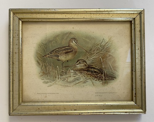 Antique print jack snipes - antique,