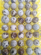 Quail eggs not - 20,