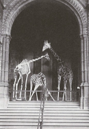 Postcard three giraffes - postcard,