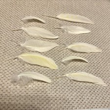 Ten Real Cockatiel Parrot