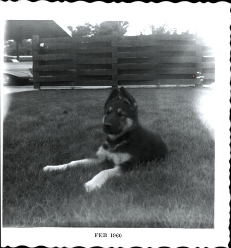 Vtg photo animal german - vtg,