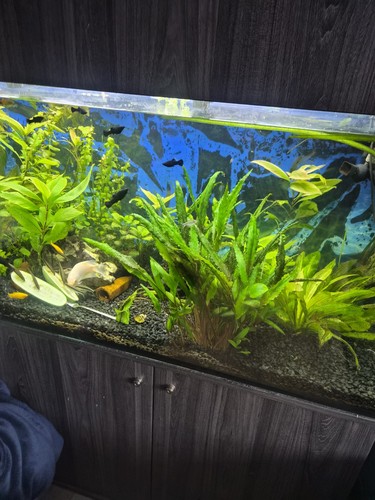 Complete aquarium setap - aquarium,
