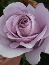 Rose Bush 'Blue Moon'