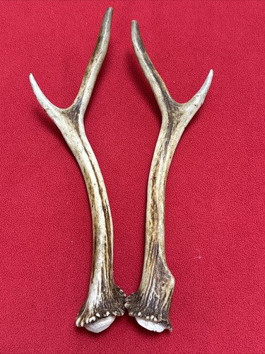 Pair sika deer antlers - of,
