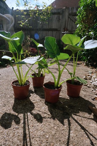 Arum lilies well - 4x, rooted
