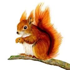 A5 Red Squirrel Watercolour