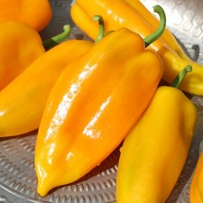 15 Marconi Golden Sweet Pepper