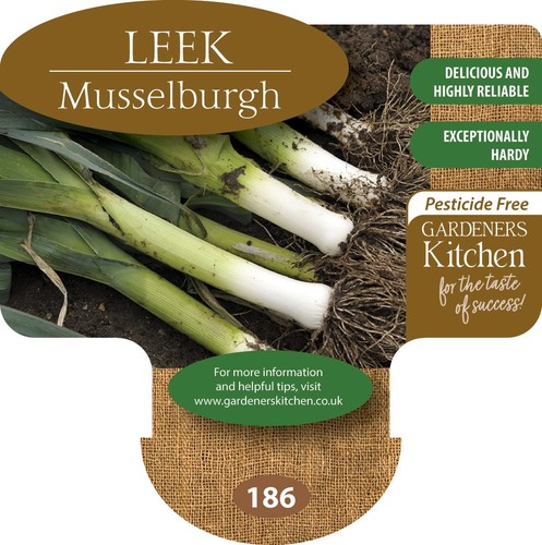 Leek plants musselburgh - leek, x