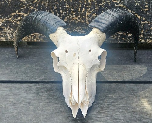 Sheep skull taxidermy art - sheep,