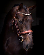 Horse Dressage Bridle Premium