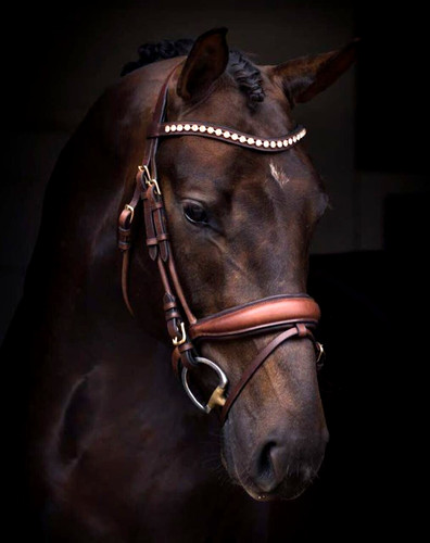 Horse dressage bridle - dressage,