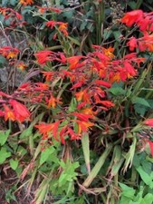 Crocosmia Lucifer (Montbretia)