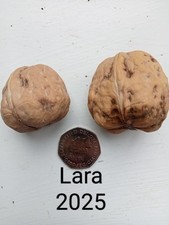 3-4ft grafted walnut trees UK