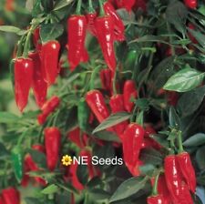 ? 100% Genuine Apache Chilli Peppee Seeds - Home Grown - #1 Quality - Free Ship