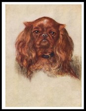 KING CHARLES TOY SPANIEL RUBY