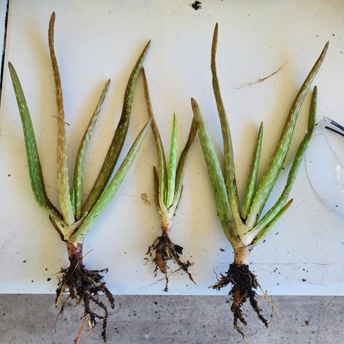 Rooted aloe vera pups 2 - 3,