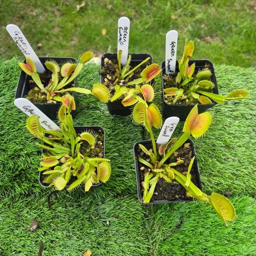 Venus fly trap - --, swamp
