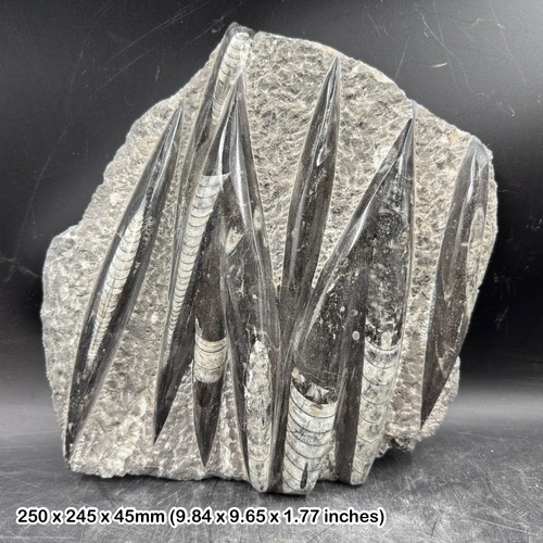Fossil orthoceras slab - , in
