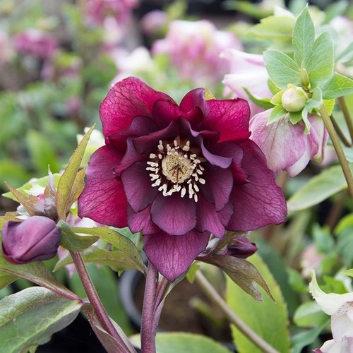Hellebore double purple 5 - double, –