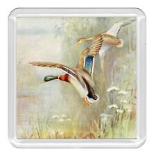 The Wild Duck Bird Lovely