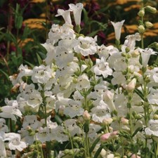 Penstemon 'Wedding Day' x 3 Perennial Plug Plants