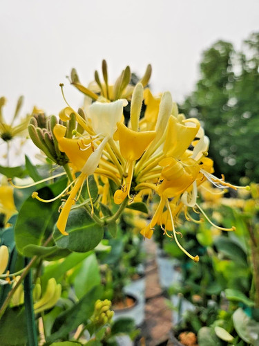 Lonicera scentsation - lonicera,