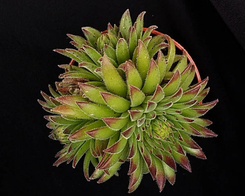 Sempervivum midas uk - uk, grown