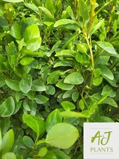 10x Griselinia littoralis Green Horizon - Hedging - 50-70cm - 3 Litre Pot