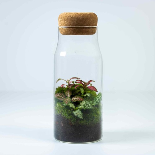 Bottle fittonia tropical - fittonia,