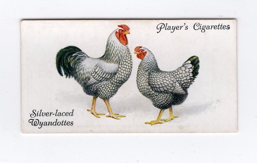 Poultry cigarette card - , 1931