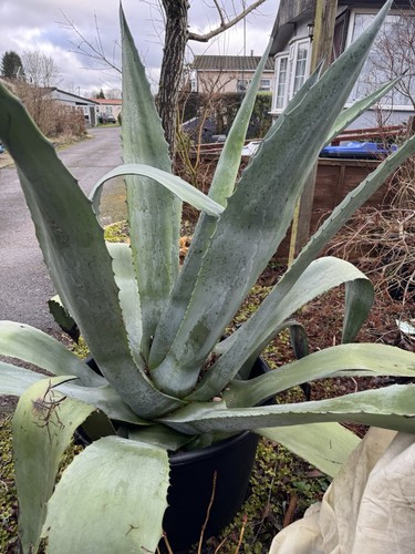 Huge agave americana cactus - huge,