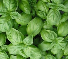 6300 seeds Basil Sweet