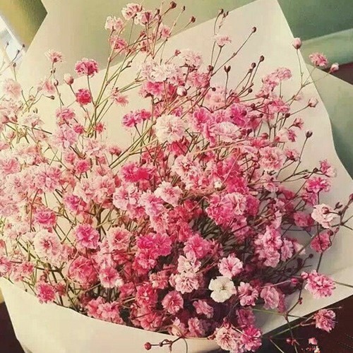 Pink baby breath seeds - baby's,